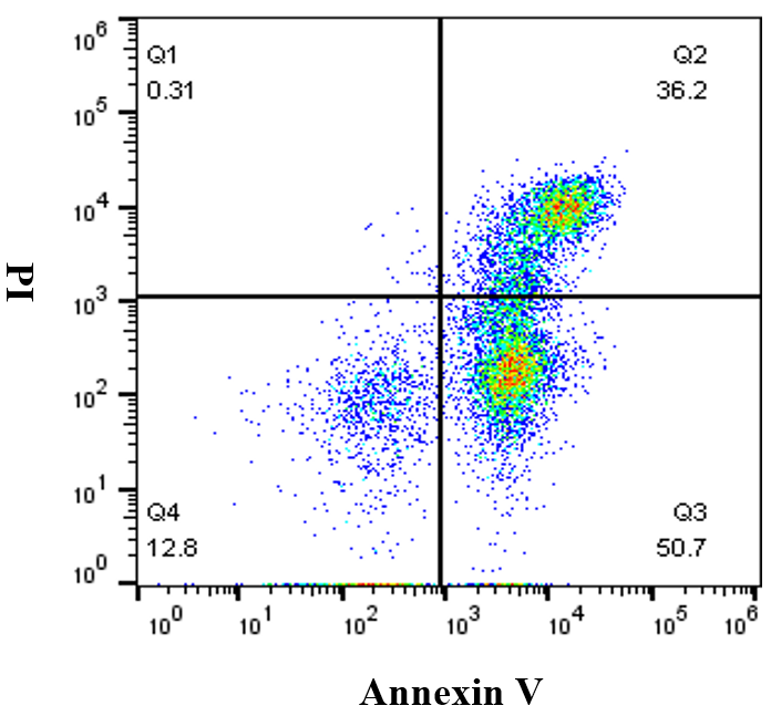 APC-Annexin V/PI 细胞凋亡试剂盒 货号:               A6030S/A6030M/A6030L  规格:               10T/50T/100T